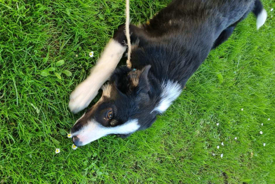 Alerte Découverte Chien  Femelle Hasparren France