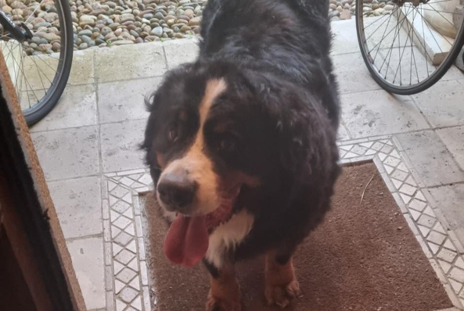 Alerte Découverte Chien  Inconnu Anglet France