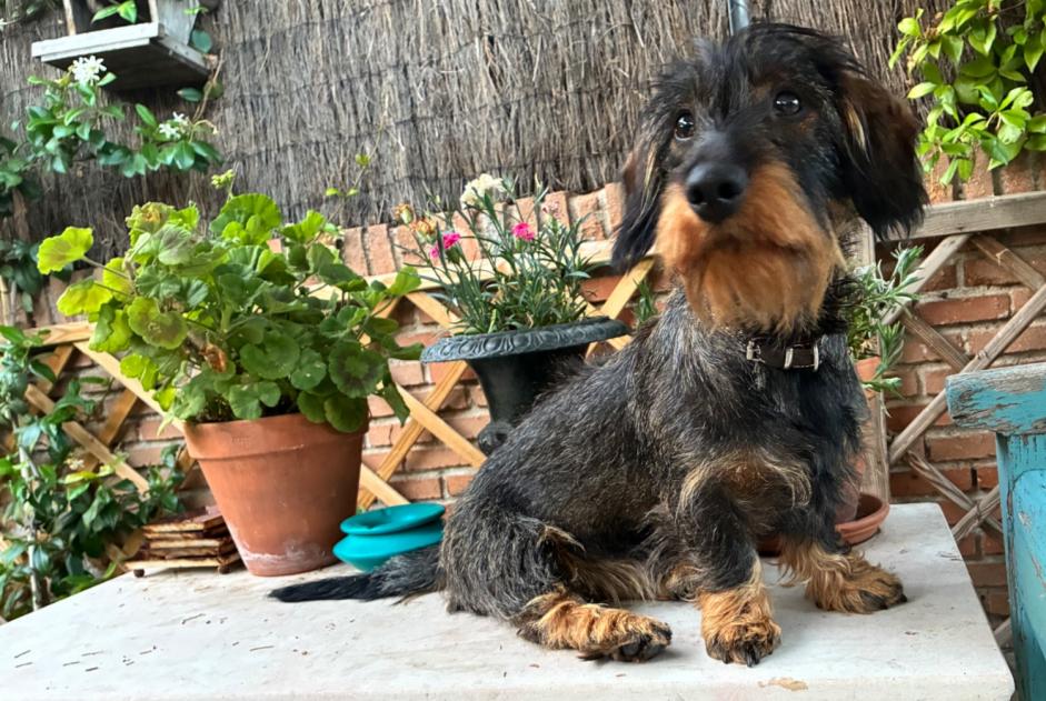 Alerte Disparition Chien  Femelle , 1 ans Biarritz France