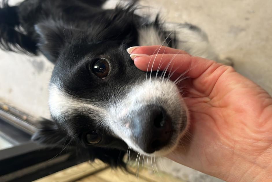 Avviso Ritrovamento Cane incrocio di razze Maschio Urrugne Francia Avviso Ritrovamento Cane incrocio di razze Maschio Urrugne Francia