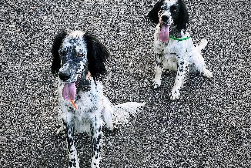 Avviso scomparsa Cane Maschio , 2 anni Urcuit Francia Avviso scomparsa Cane Maschio , 2 anni Urcuit Francia